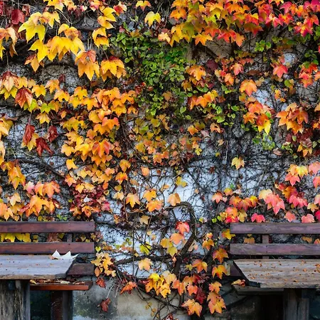 Gaestehaus Goldener Stern Penzion *