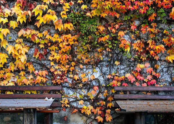 Gaestehaus Goldener Stern 宾馆 *